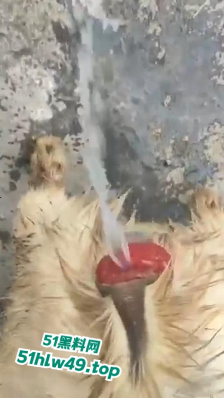 公羊群竟也有基佬，瓜友曝光自己家小羊遭一群公羊后入轮奸，屁眼都给干翻了把小编都看笑了！-5