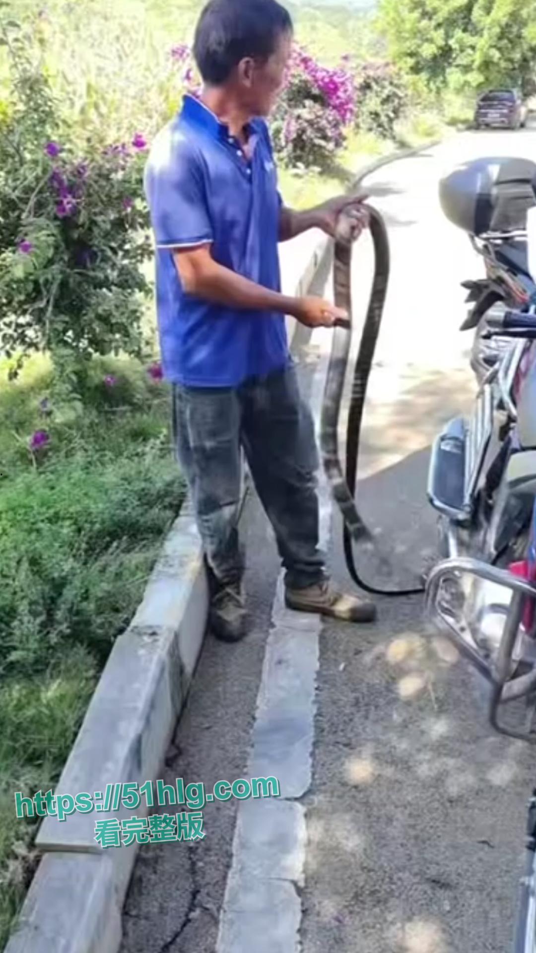 震惊！【贵州】男子惨遭眼镜王蛇夺命， 错把眼镜王蛇当乌梢蛇肆意玩耍，荒唐行为令人唏嘘不已-1