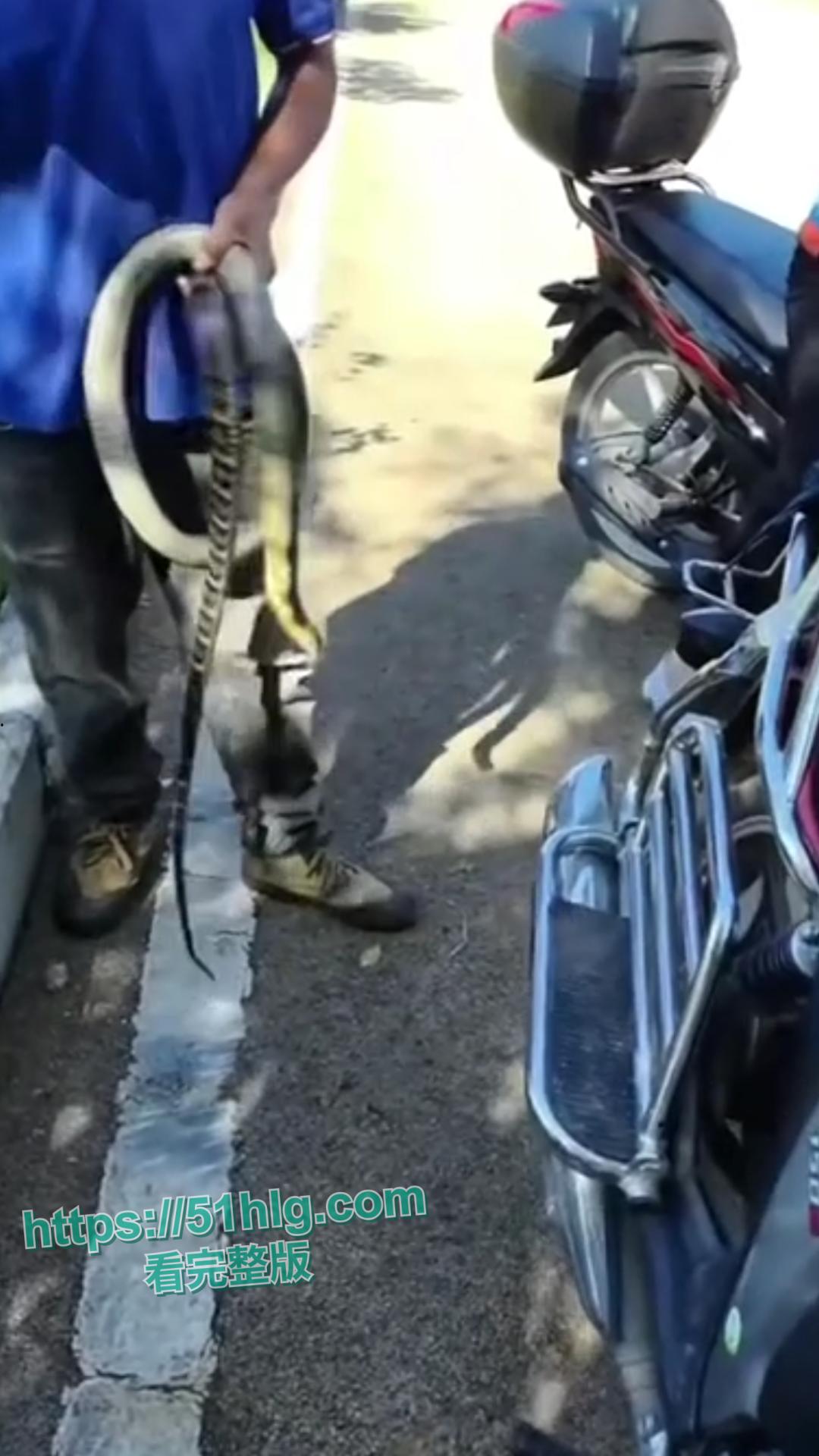 震惊！【贵州】男子惨遭眼镜王蛇夺命， 错把眼镜王蛇当乌梢蛇肆意玩耍，荒唐行为令人唏嘘不已-3