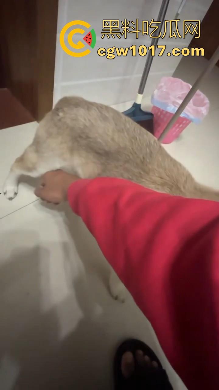 现在的人都这么阴到没边了吗？普通的帮男友打飞机不够刺激，现在流行帮狗打飞机了是吧，每天打几次狗也顶不住！-7