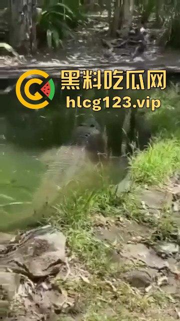 鳄鱼杀人开宴！小镇女孩惨遭下肚，砂捞越首次鳄鱼吃人，残骸成谜！-5