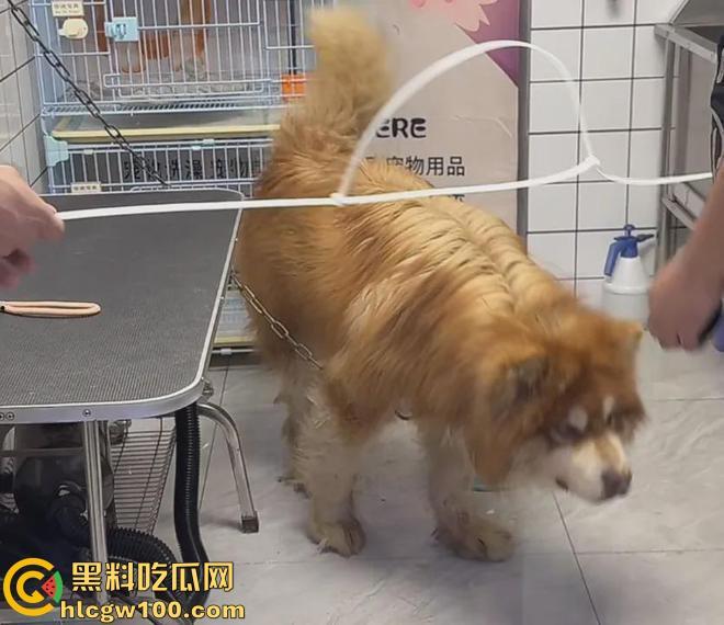 千万粉网红【潘宏爱玩狗】深陷虐狗风波,艾特直播洗澡窒息死亡,【陈乔恩】发声批判-6