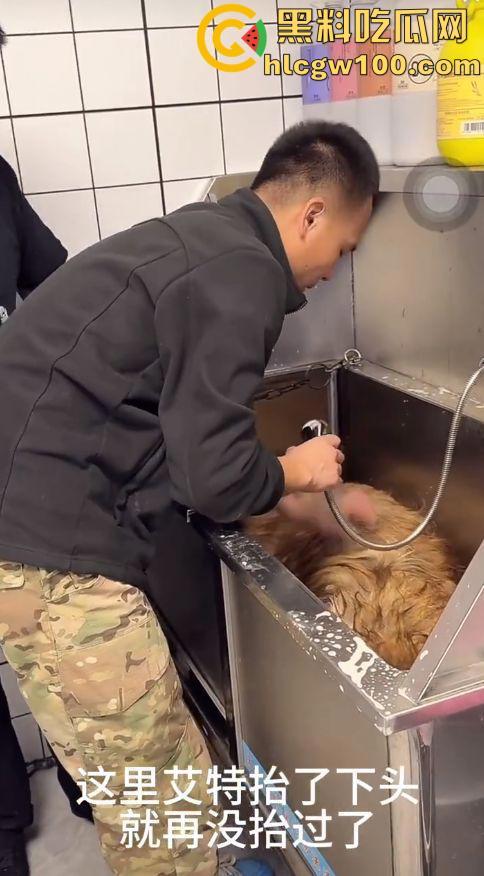 千万粉网红【潘宏爱玩狗】深陷虐狗风波,艾特直播洗澡窒息死亡,【陈乔恩】发声批判-9