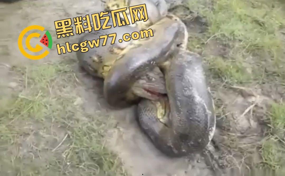 陆地大乱斗！蟒蛇绞杀鳄鱼，死亡翻滚失效，眼珠爆出吓尿摄影师！-2