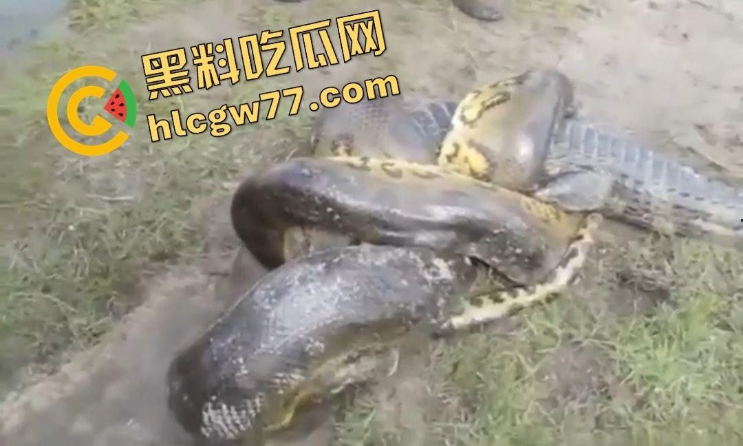 陆地大乱斗！蟒蛇绞杀鳄鱼，死亡翻滚失效，眼珠爆出吓尿摄影师！-3