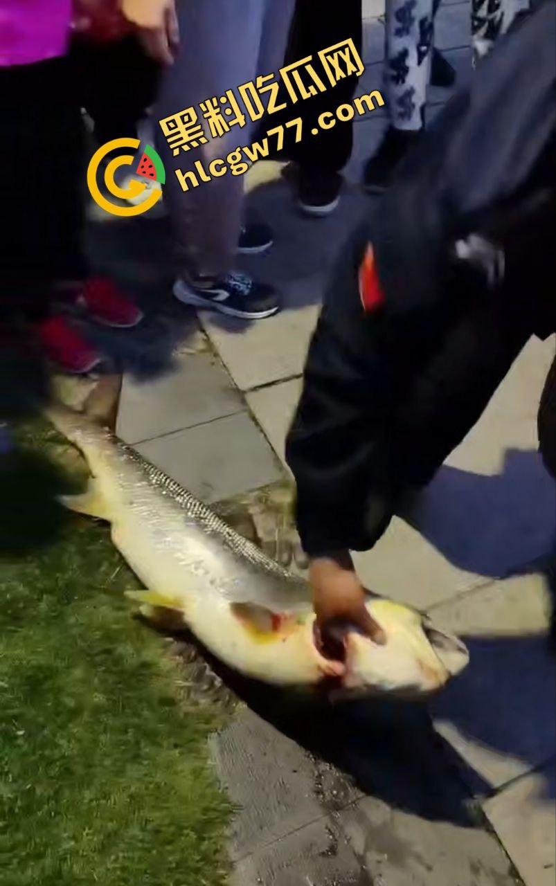 浙江宁波月湖公园惊爆变态大瓜，男子偷鱼用鱼嘴撸管，保安抓场逼放生！-3