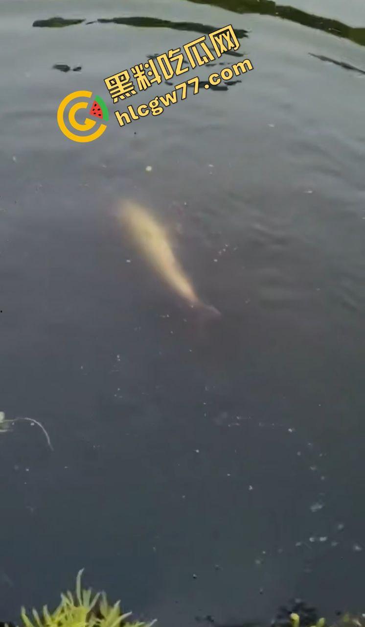 浙江宁波月湖公园惊爆变态大瓜，男子偷鱼用鱼嘴撸管，保安抓场逼放生！-7