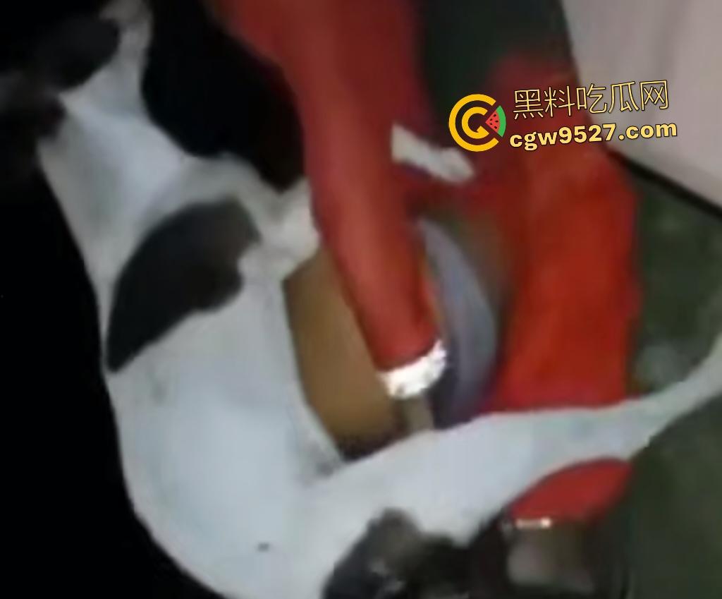 印度18岁少女为驱除“恶灵”，要嫁给一条流浪狗，深夜在户外被流浪狗后入，狗精子腥臭四溢！-1