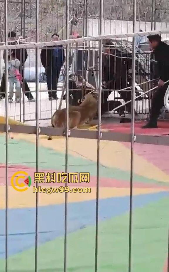 山西运城大年初三狮子突然发疯当街撕咬活人 驯兽师狂揍都没用 死咬不松口！-5