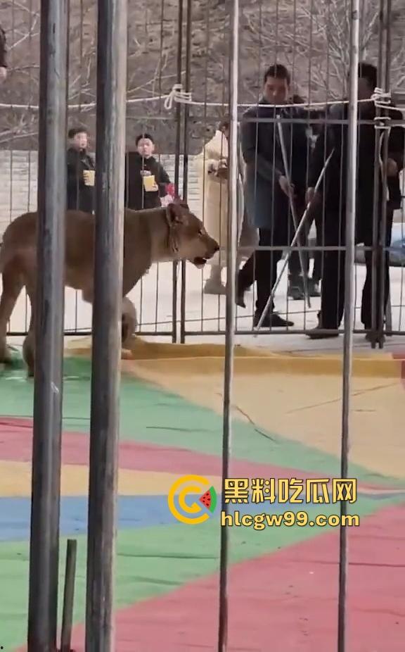 山西运城大年初三狮子突然发疯当街撕咬活人 驯兽师狂揍都没用 死咬不松口！-9