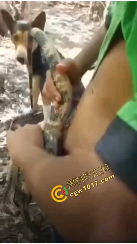 印度阿三享受变态玩乐：鸡巴爆操蜥蜴嫩穴，直到精液喷涌，炫耀异样快感，震撼画面引无数网民围观-1