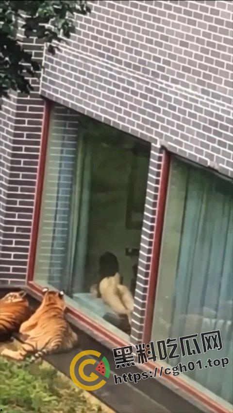 江苏南通动物园酒店！老虎遇上骚逼都懵逼 这是谁的臭母狗赶紧领走-1