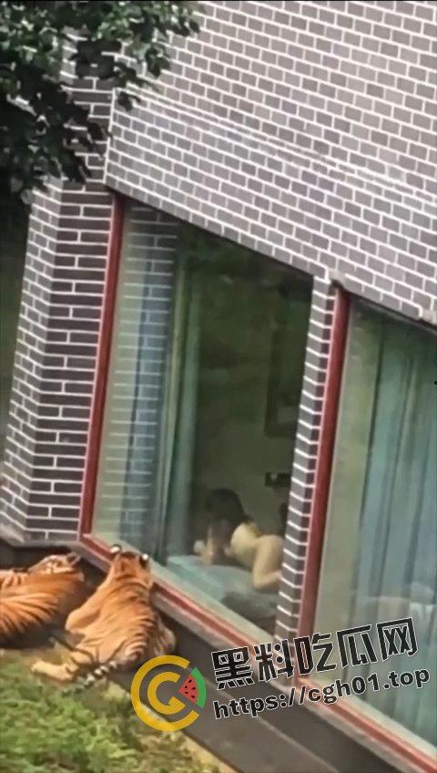 江苏南通动物园酒店！老虎遇上骚逼都懵逼 这是谁的臭母狗赶紧领走-2