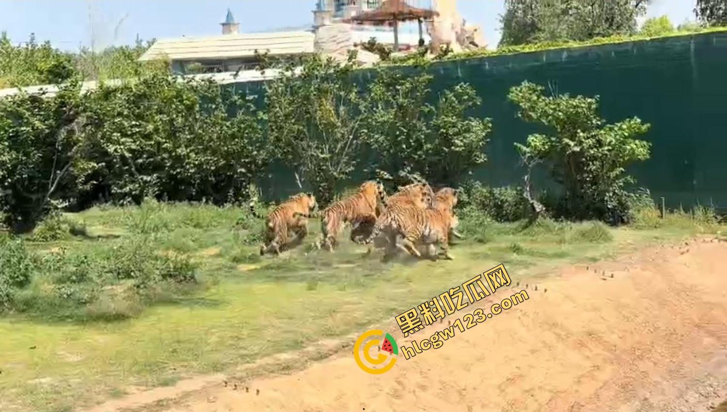 山东德州欧乐堡惊现一只大鹤误入虎区，七虎围成战术扇形现场1V7，最后成了热菜！-14