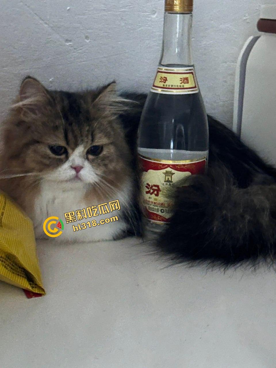 推特福利姬『Enthus1asmm』爆火，蜜桃乳蜂腰新晋巨乳狠货，小狗造型看一次想十次！-9