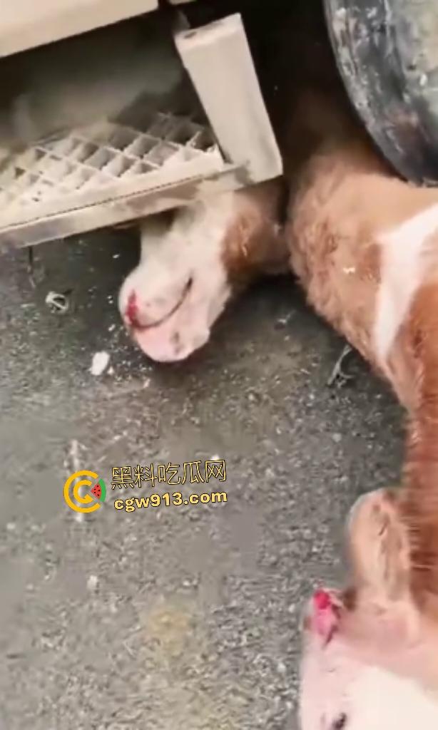 黑龙江货车狂飙撞扁16头活牛，尸体拉长成肉泥，丢草丛无人收，这下司机要赔得血本无归！-5