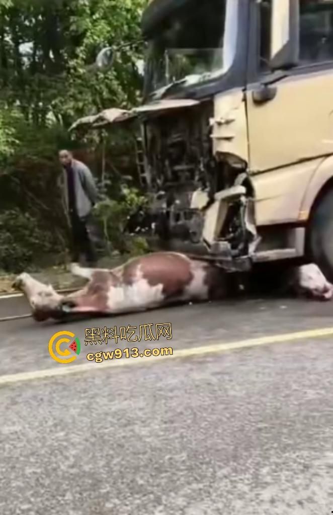 黑龙江货车狂飙撞扁16头活牛，尸体拉长成肉泥，丢草丛无人收，这下司机要赔得血本无归！-7