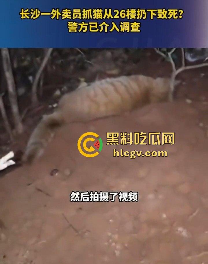 长沙外卖员丧心病狂虐猫！抓猫从26楼扔下当场摔死！-8