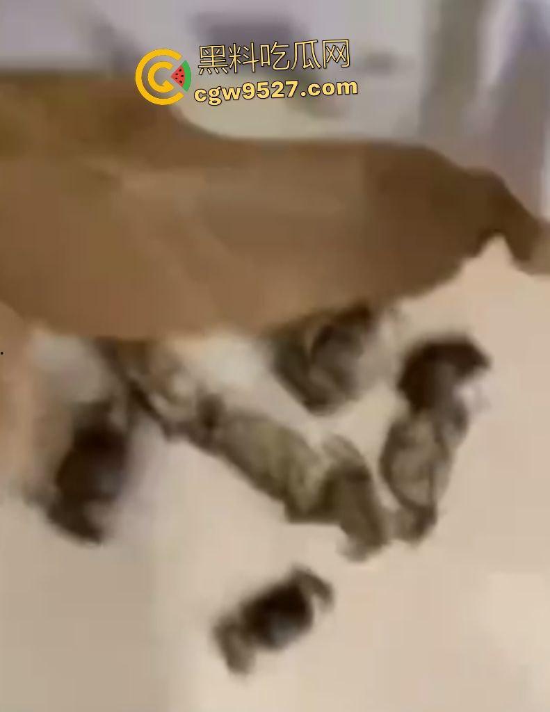 拼多多直播间骗人？69.99元20只“蟹黄满满”大螃蟹翻车！到手拇指大小，网购梦碎，再也不相信网购了！-7