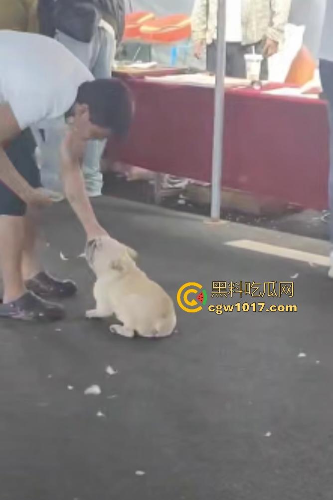 云南保山夜市法斗VS大鹅，狗子连咬两大鹅被主人扇巴掌，大鹅吓傻在原地趴窝，我宣布这法斗是动物界MMA传奇！-2