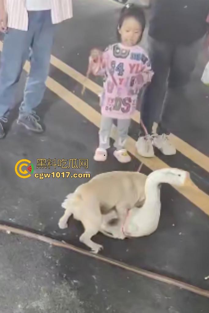 云南保山夜市法斗VS大鹅，狗子连咬两大鹅被主人扇巴掌，大鹅吓傻在原地趴窝，我宣布这法斗是动物界MMA传奇！-6