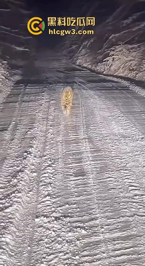 司机遇东北虎赖在公路上，喇叭按了几遍，结果虎王连动都不动，这哪是动物简直是路霸！-5