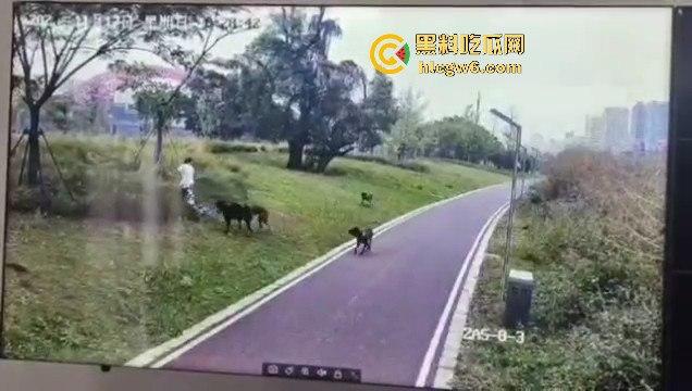 江西赣州母女在公园散步被四条野狗攻击撕咬，扯下来的肉被吃掉，暴露性伤口可以塞进一只手-4