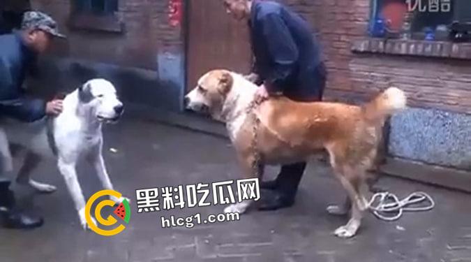 这就是斗狗！凶猛大狗一口见血 人来了都顶不住 这下知道为什么斗狗违法了-2