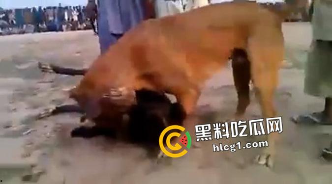 这就是斗狗！凶猛大狗一口见血 人来了都顶不住 这下知道为什么斗狗违法了-3