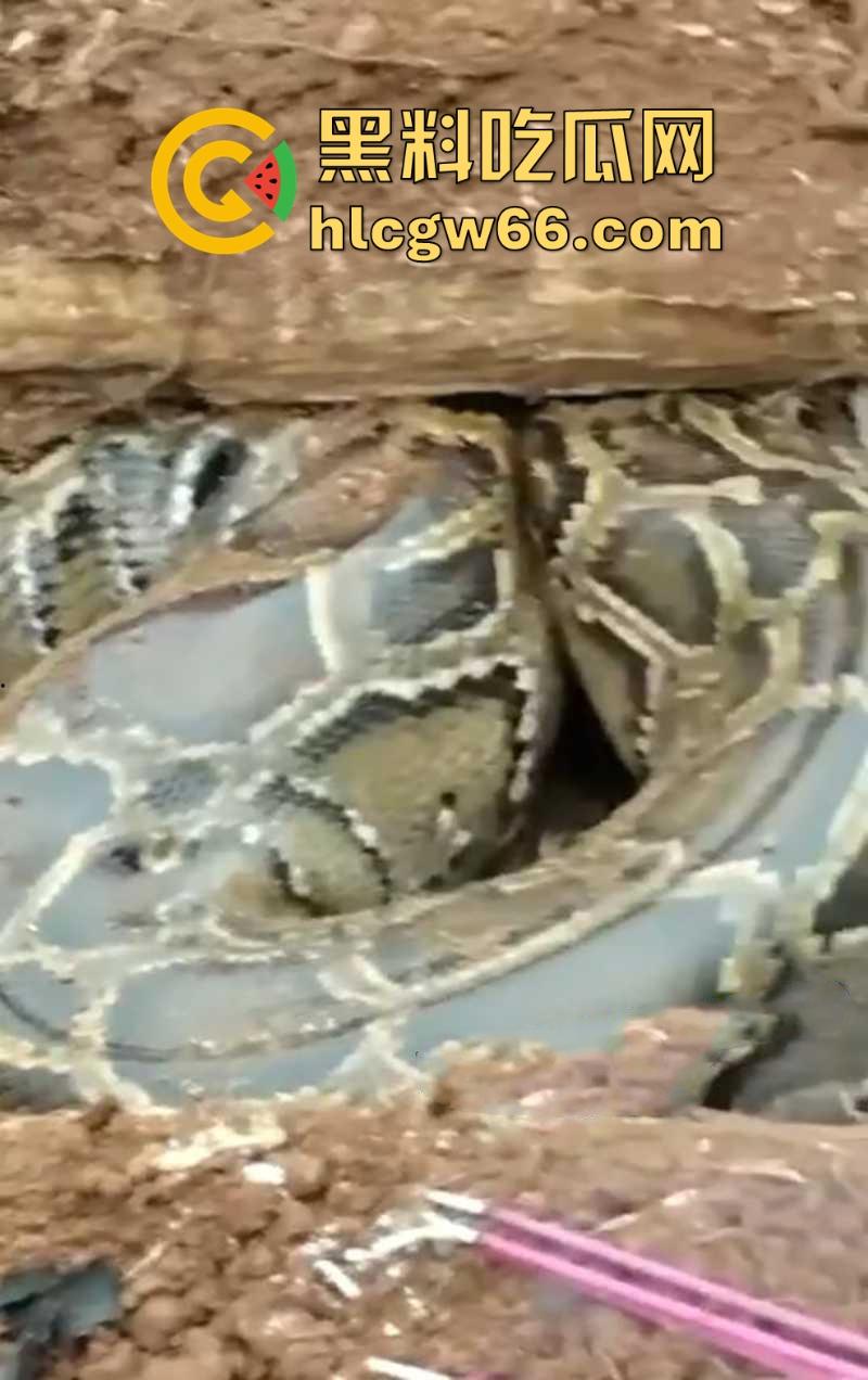 广西迁坟扫墓 棺材内惊现大蟒蛇 尸体被吃光 场面毛骨悚然 果然恐怖电影都源于现实啊！-7