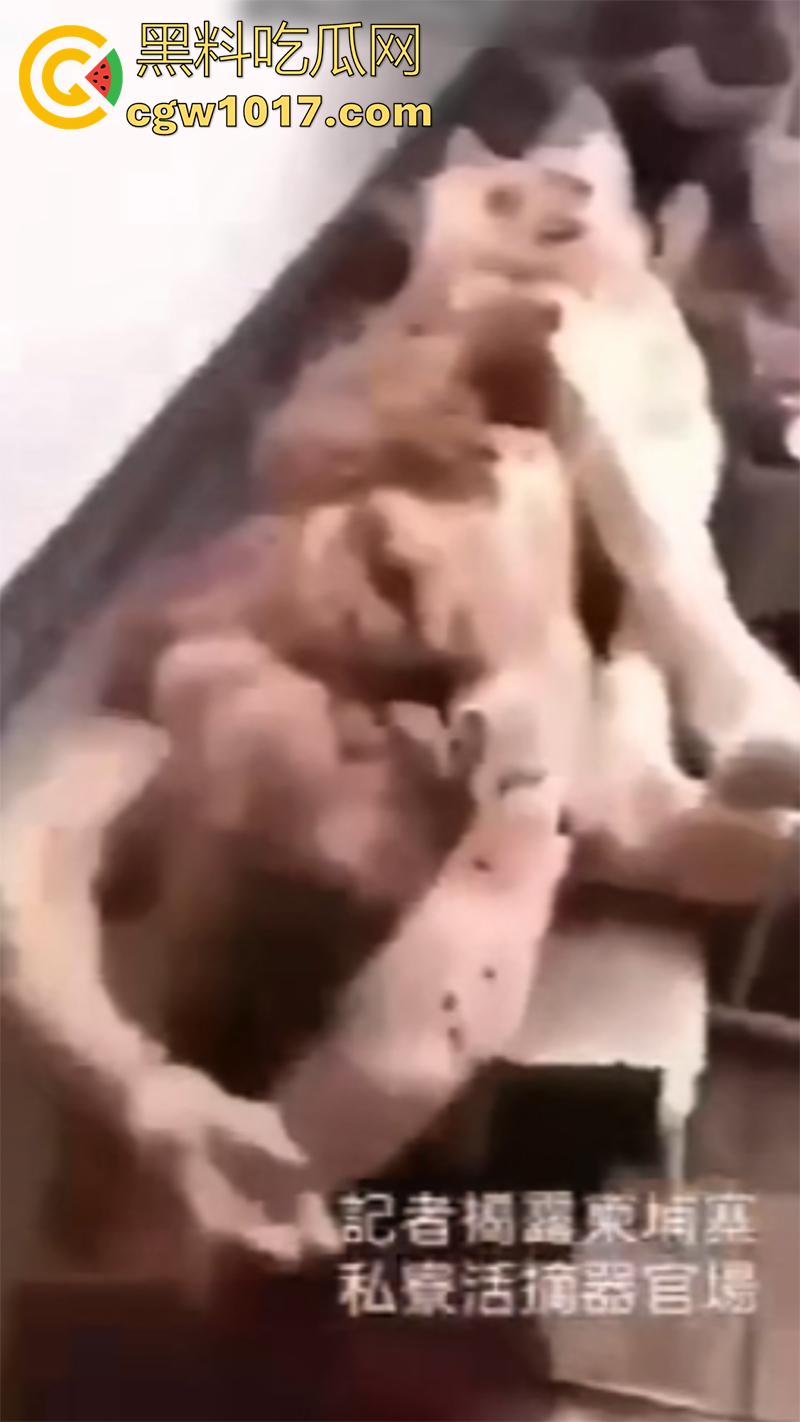 柬埔寨器官交易场实拍，猪仔狗推的最终贩卖地，难怪这里每个人都值钱，只要血型匹配有买主，立刻就会被拉走！-1