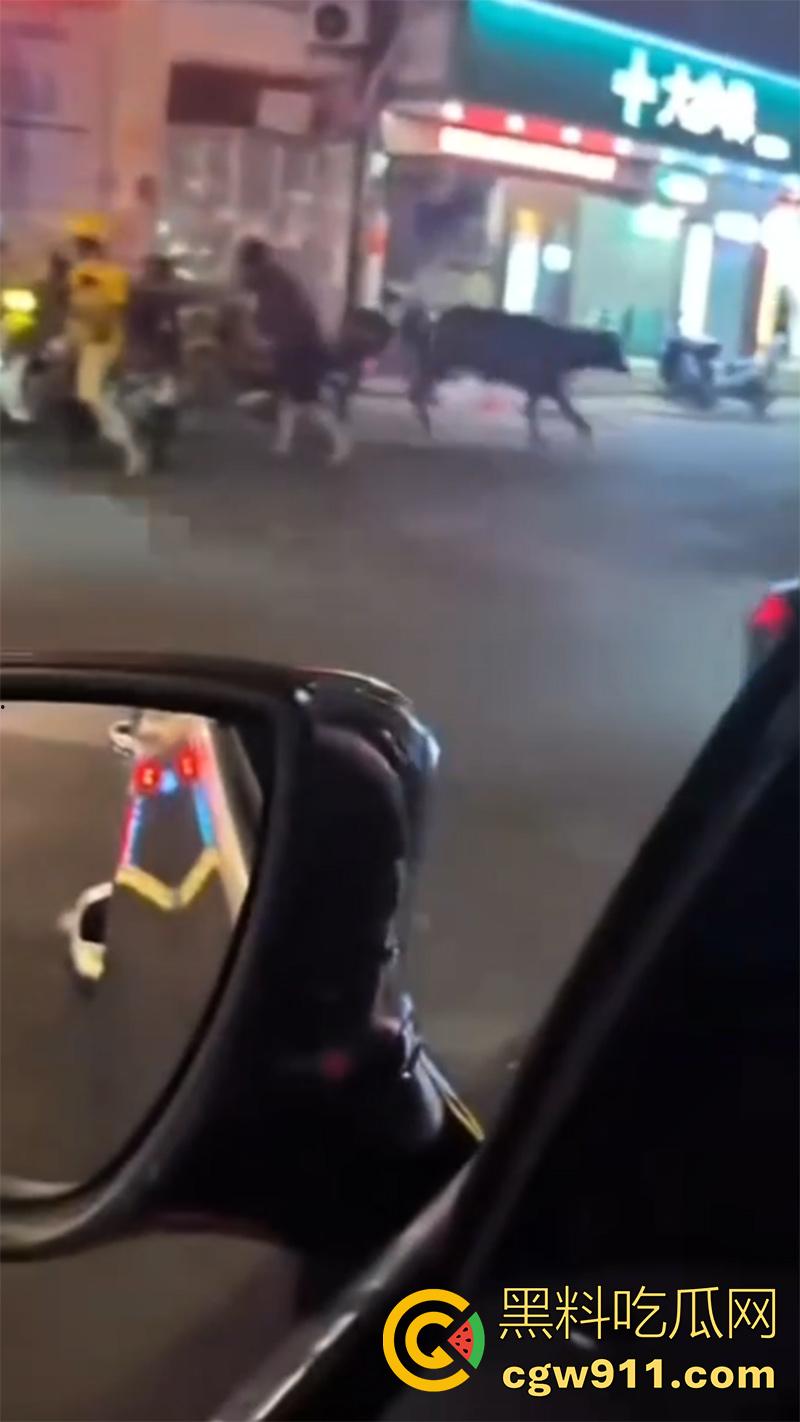 广西藤县河西疯牛伤人事件，伤者正在治疗疯牛仍在逃，警方联合多部门在大冲肚区域追捕！-5