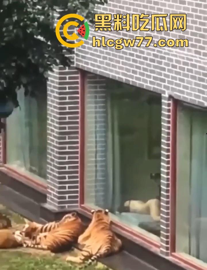 广西柳州雄景生态酒店 美女落地窗前全裸勾引老虎 多方位展示娇躯 大胆露出小穴 老虎竟看的津津有味！-4