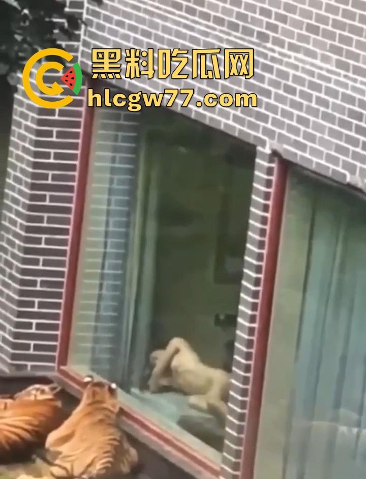广西柳州雄景生态酒店 美女落地窗前全裸勾引老虎 多方位展示娇躯 大胆露出小穴 老虎竟看的津津有味！-6