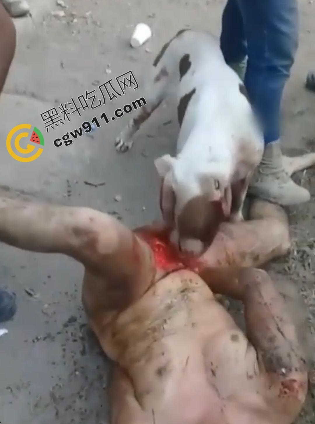 墨西哥城黑帮刑事件:裸男遭受斗牛犬撕咬生吞下体生殖器,画面血腥到令人作呕!-1