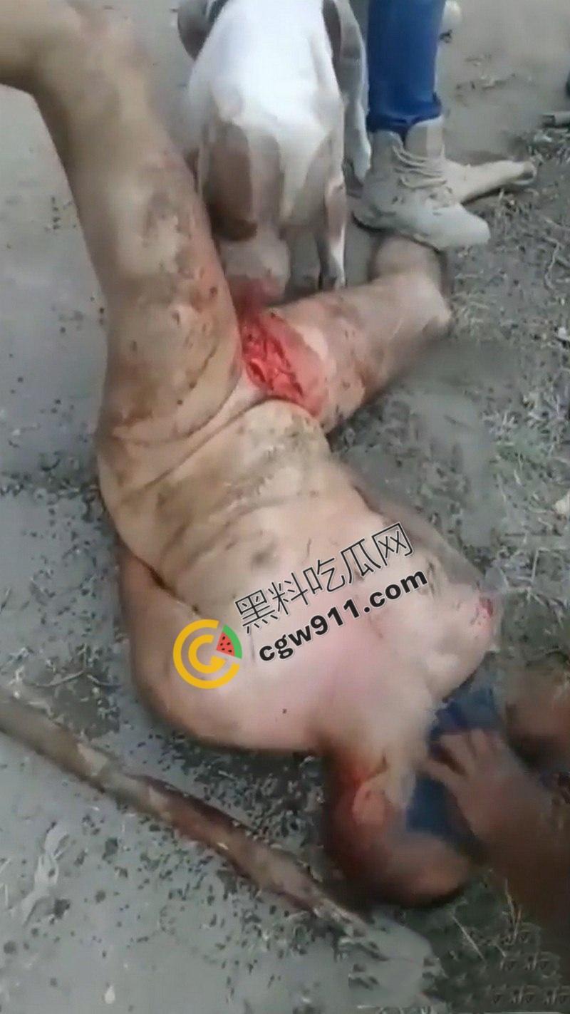 墨西哥城黑帮刑事件:裸男遭受斗牛犬撕咬生吞下体生殖器,画面血腥到令人作呕!-6