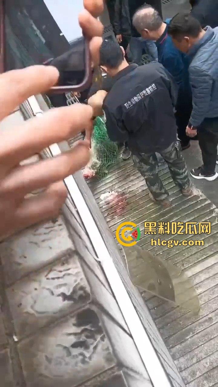 网友投稿浙江建德新安江惊现大野猪！早上9点横冲直撞，场面惊险万分！-1