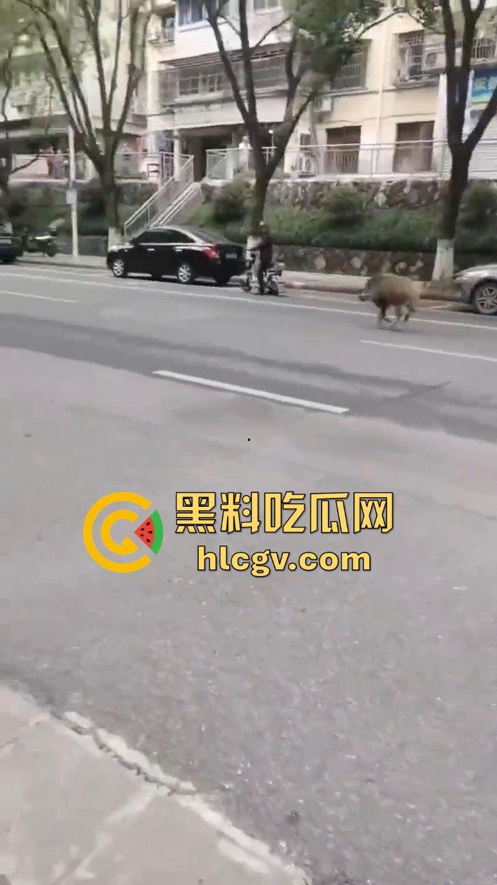 网友投稿浙江建德新安江惊现大野猪！早上9点横冲直撞，场面惊险万分！-3