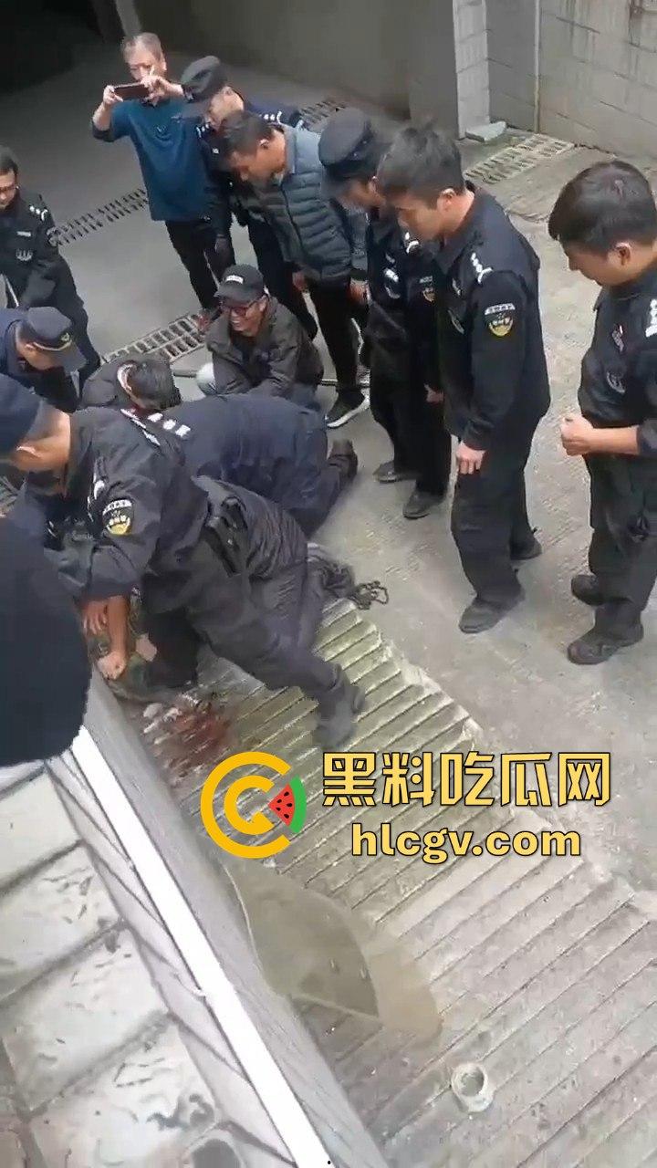 网友投稿浙江建德新安江惊现大野猪！早上9点横冲直撞，场面惊险万分！-4