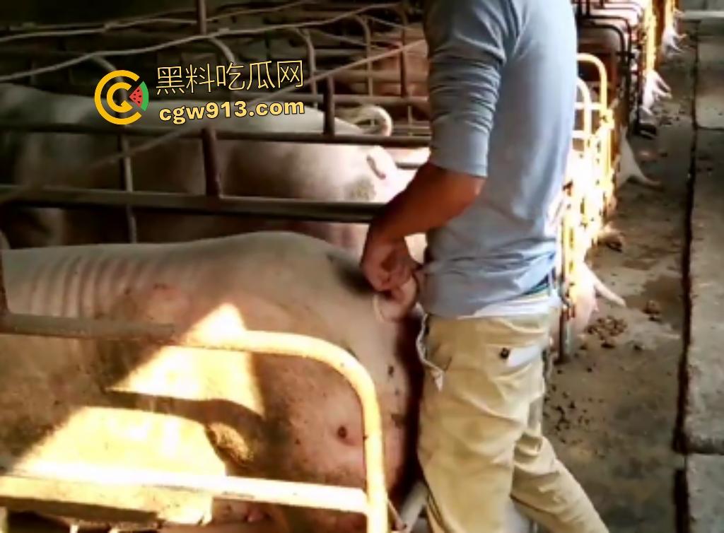 人兽狂徒猪圈开操！找不到女友就拿肥臀母猪操，母猪却毫无感觉还在吃食，操一轮下来鸡巴全是骚臭！-2