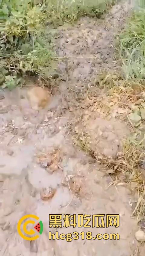 广东阳江地震后大奇观！路边出现巨量青蛙，排队组团迁徙，这是有什么说法吗？难道又要震了！-7