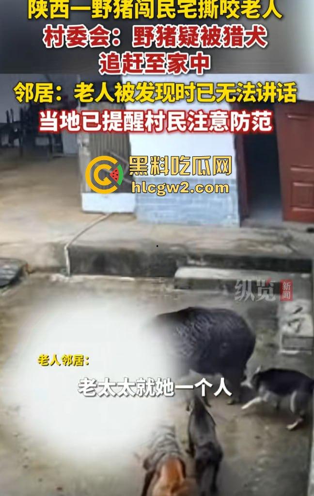 陕西安康野猪闯入民宅撕咬老人致死，老人被反复顶撞撕咬惨不忍睹，野猪仍在追捕中！-4