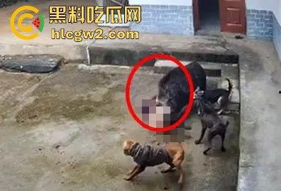 陕西安康野猪闯入民宅撕咬老人致死，老人被反复顶撞撕咬惨不忍睹，野猪仍在追捕中！-6