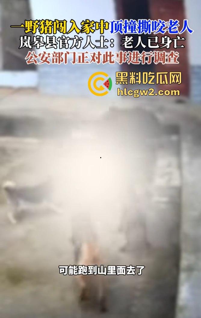 陕西安康野猪闯入民宅撕咬老人致死，老人被反复顶撞撕咬惨不忍睹，野猪仍在追捕中！-9