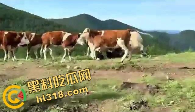 抖音爆笑热瓜，小伙拿登山杖挑牛菊花，没想到反被牛摁地摩擦，这下知道什么叫牛气冲天了吧！-9