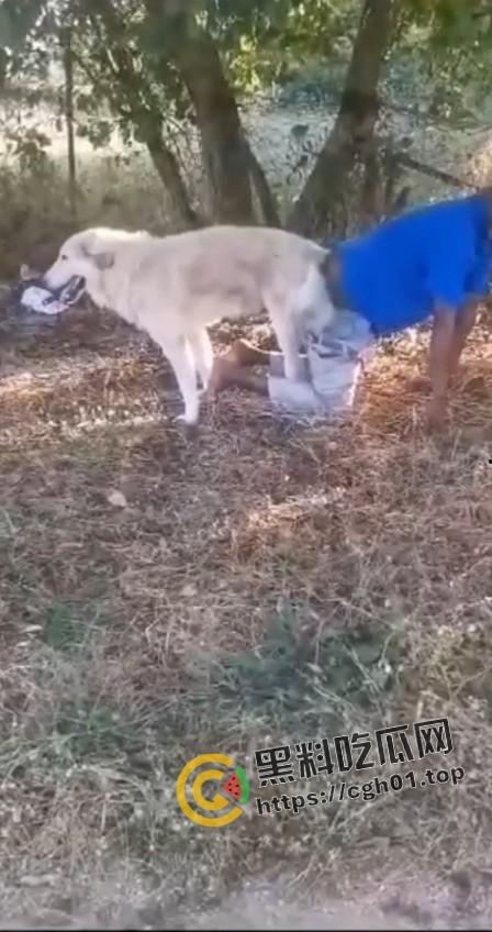 老尼哥被狗草了！这位黑大爷口味属实有点重啊-2